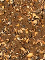 Natural texture of sandy soil with scattered small stones and organic matter in sunlight