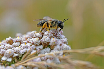 Wildbiene auf weißer Blüte - Stockfoto