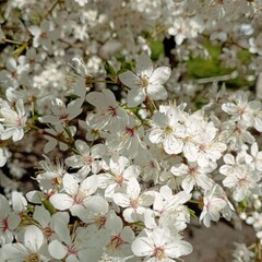 White cherry blossom flowers blooming in spring at a botanical garden during daytime