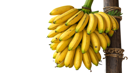 Fresh banana bunch hanging on a wooden post tropical fruit healthy snack yellow bananas potassium source food diet on transparent background