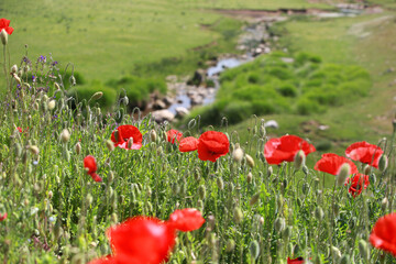 Focus in foreground, red poppies bloom are fading. Background is blurred, showing a meadow with a stream flowing through it. Flower scene is beautiful and tranquility