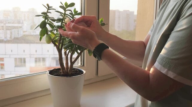 Woman wipe the leaves of a crassula in a white flower pot stands on a windowsill. Houseplant care, cleaning, dusting. Home plants on the windowsill.