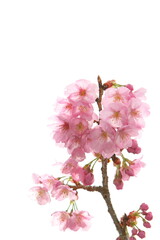 ピンクの陽光桜