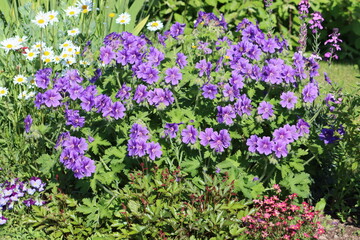 Sweden. Geranium × magnificum, the purple cranesbill, is a species of hardy flowering herbaceous perennial plant in the genus Geranium, family Geraniaceae. 