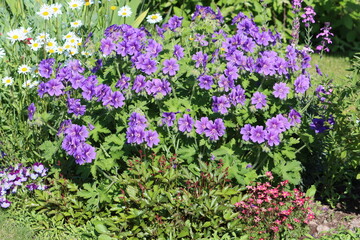 Sweden. Geranium × magnificum, the purple cranesbill, is a species of hardy flowering herbaceous perennial plant in the genus Geranium, family Geraniaceae. 
