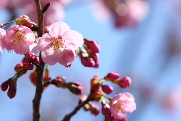 咲き始めたピンクの陽光桜