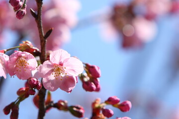 咲き始めたピンクの陽光桜