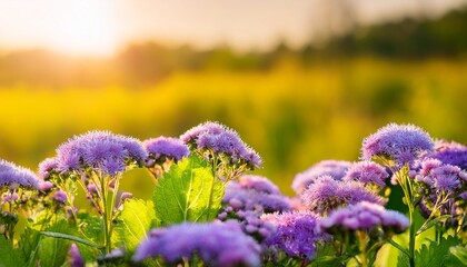gauston s ageratum in summer background