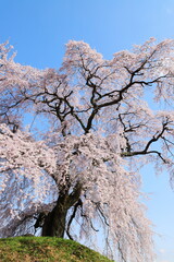 青空に映える長野県飯田市 麻績の里 石塚桜