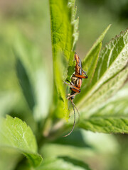 Macro of an orange false soldier beetles Omethidae on the green leaves