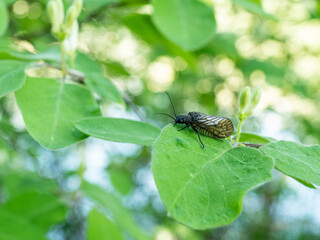 Xylophagus ater with textured wings on a leaf