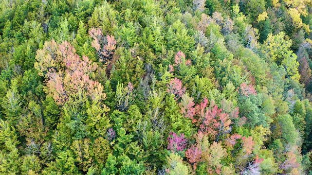 Drone recording of the paths in the forests of the Selva de Irati, Navarra, Spain.