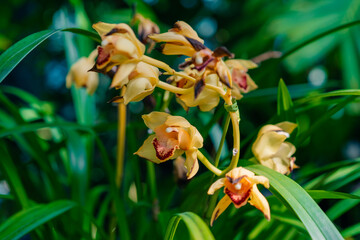 Bunch of orange pink Cymbidium or Boat Orchid. Warm pink orchid flowers