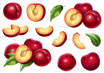 Collection of watercolor hand drawn red plums with slices and green leaves