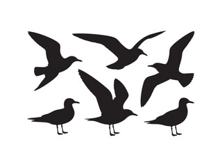 Obraz premium Collection of seagull silhouettes in flight and perched isolated on white background