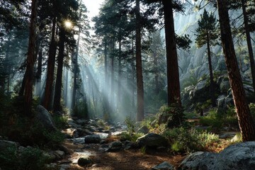 Fototapeta premium Sunlight streams through tall trees in Yosemite National Park illuminating a small stream and green undergrowth in the forest at daytime