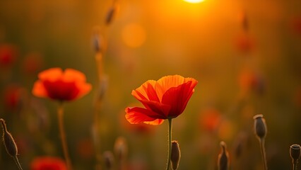 Obraz premium A vibrant red poppy flower bathed in golden sunset light, highlighting nature's beauty.