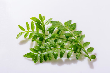 木の芽　山椒　料理のあしらい　彩り　つま