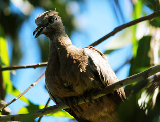 Baby Spotted Dove (Spilopelia chinensis)