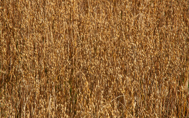 Close-up of a ripe oat field ready for harvest. Golden grains symbolize agriculture, natural food...