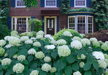 Front yard of house with large hedge of hydrangea flowers