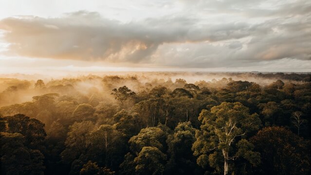 Misty aerial Amazon rainforest view - Powered by Adobe