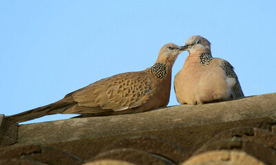 Spotted Dove (Spilopelia chinensis)
