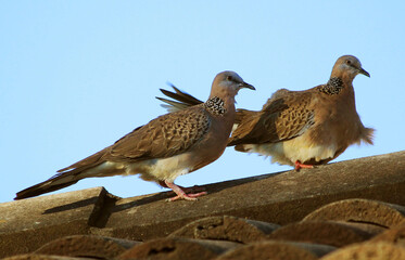 Spotted Dove (Spilopelia chinensis)