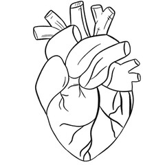 Anatomical Heart Line Art – Medical Outline PNG