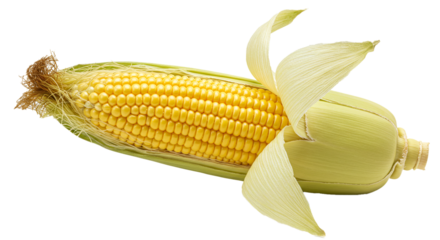 A single ear of corn with some of the husk peeled back revealing the yellow kernels on a black background on transparent background