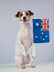 Jack Russell Terrier Dog Holding Australian Flag. 