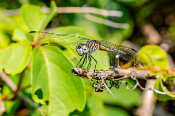 dragonfly on a leaf