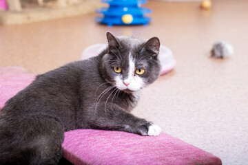 A gray and white cat sits on a purple cushion, looking at camera