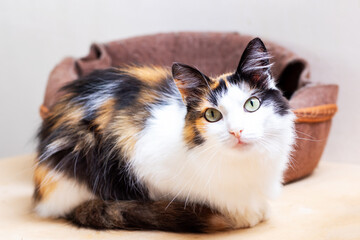 A beautiful calico cat is peacefully laying down next to its bed