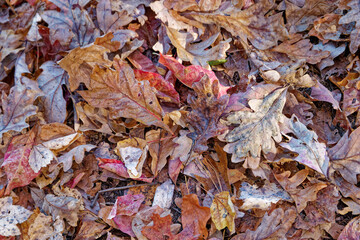Fallen autumn leaves on the ground