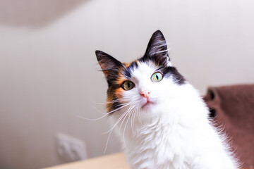 A beautiful calico cat with striking green eyes gazes calmly up at the camera