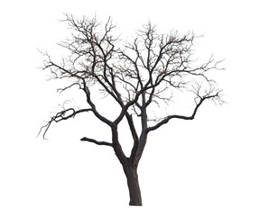 Isolated tree in a winter environment with icy branches and a transparent background