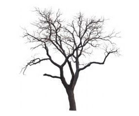 Isolated tree in a winter environment with icy branches and a transparent background