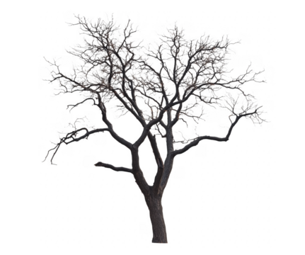 Isolated tree in a winter environment with icy branches and a transparent background