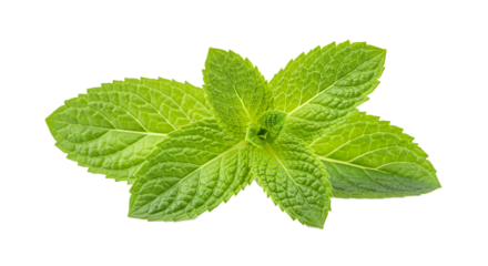 A close up studio shot of fresh green mint leaves on a plain black backdrop creating a clean image on transparent background