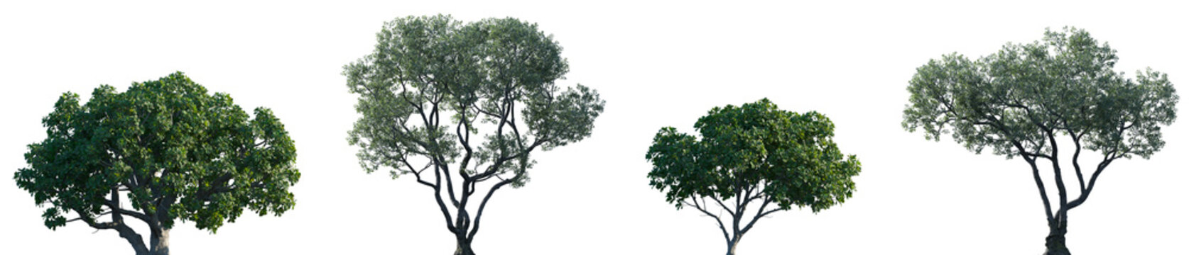 Set of Ficus lyrata and Ficus microcarpa frontal set street trees isolated png on a transparent background perfectly cutout