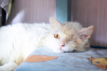 There is a white cat that has striking yellow eyes, laying comfortably on a bed