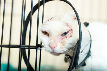 A white cat in a cage is wearing a medical cone around its neck