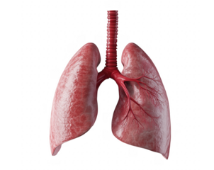 Realistic anatomical illustration of human lungs depicting the respiratory system against a transparent background
