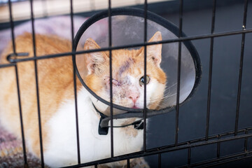 A cat that has a cone around its head is currently in a cage