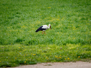 stork in the grass