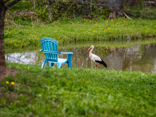 A stork passes a blue chair