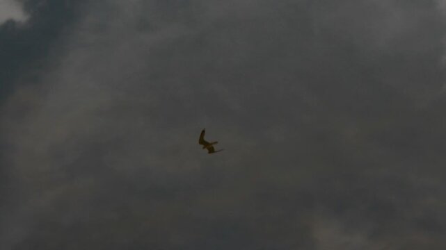 Fiskm&aring;sar reflekteras i kanalvatten &ndash; slow motion, Norra Djurg&aring;rdsstaden
Seagulls Reflected in Canal Water &ndash; Slow Motion, Norra Djurg&aring;rdsstaden