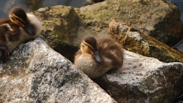 Gr&auml;sandsungar vilar p&aring; stenar vid kanal &ndash; slow motion, Norra Djurg&aring;rdsstaden
Mallard Ducklings Resting on Rocks by a Canal &ndash; Slow Motion, Norra Djurg&aring;rdsstaden