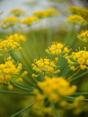 Fennel macro, Foeniculum vulgare, medicinal plant
